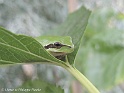 Grenouille Rainette 2004_wm